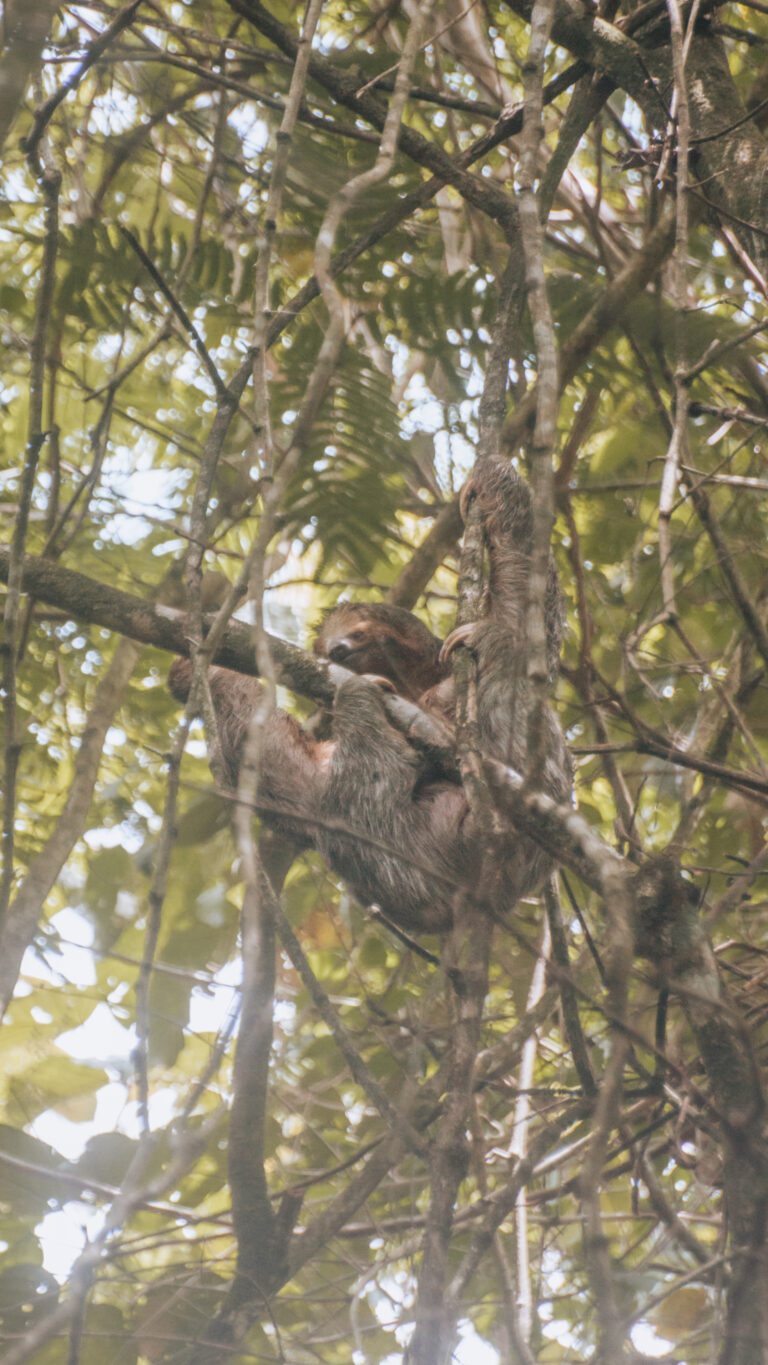 Discover Sloths: A complete guide to the Bogarin Trail in La Fortuna